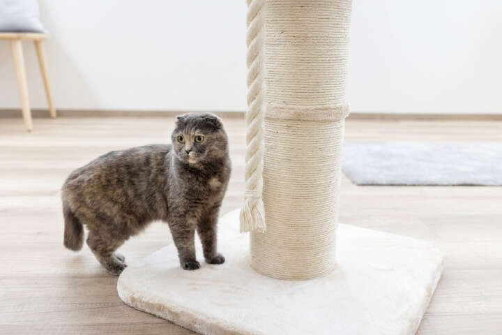 KERBL Kratzbaum Toni XL